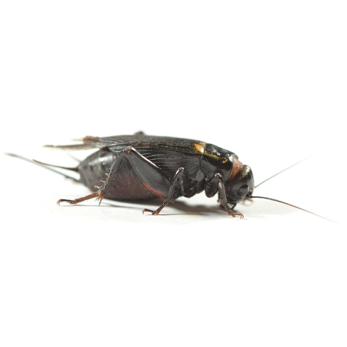 Black Crickets