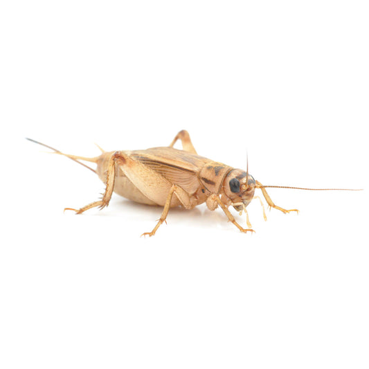 Brown House Crickets