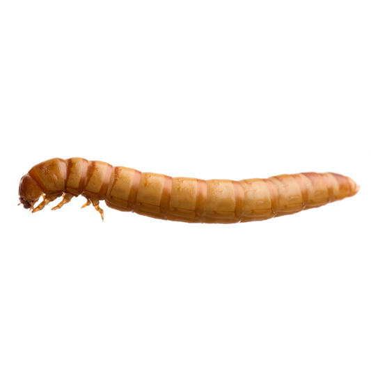 Mealworms