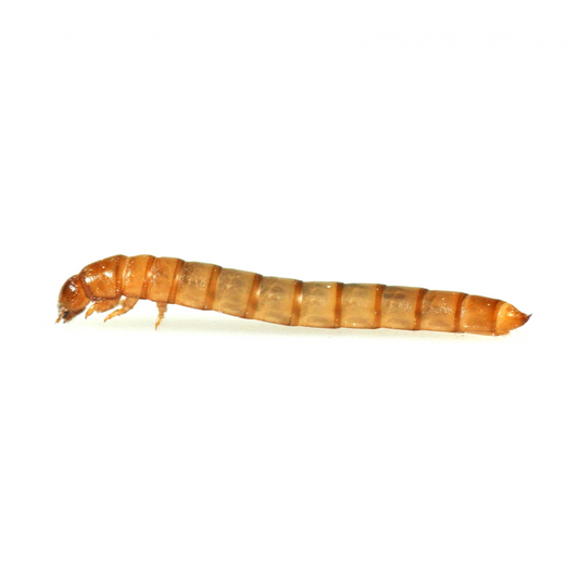 Mini Mealworms 15-18mm 40g Tub