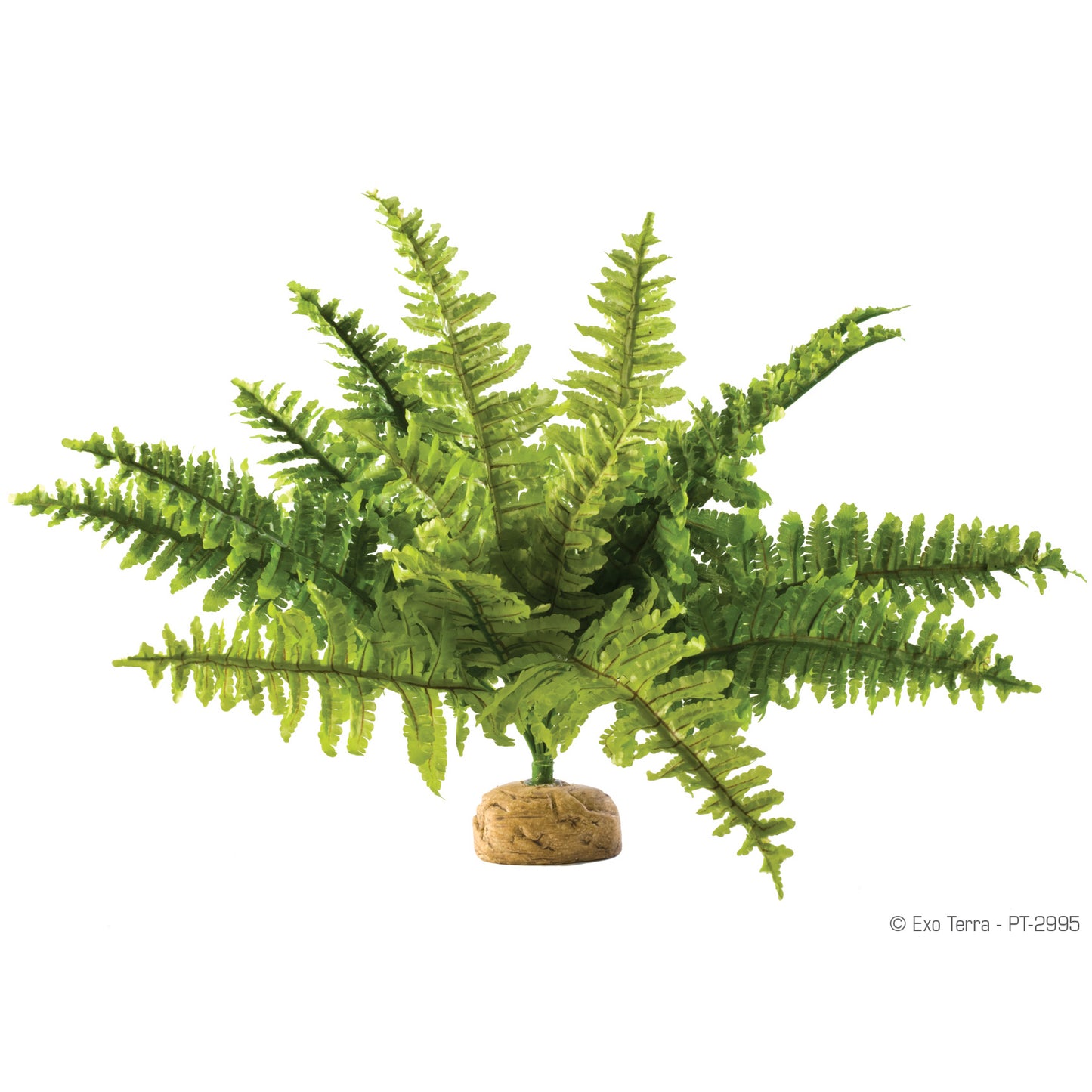 Exo Terra Boston Fern Plant