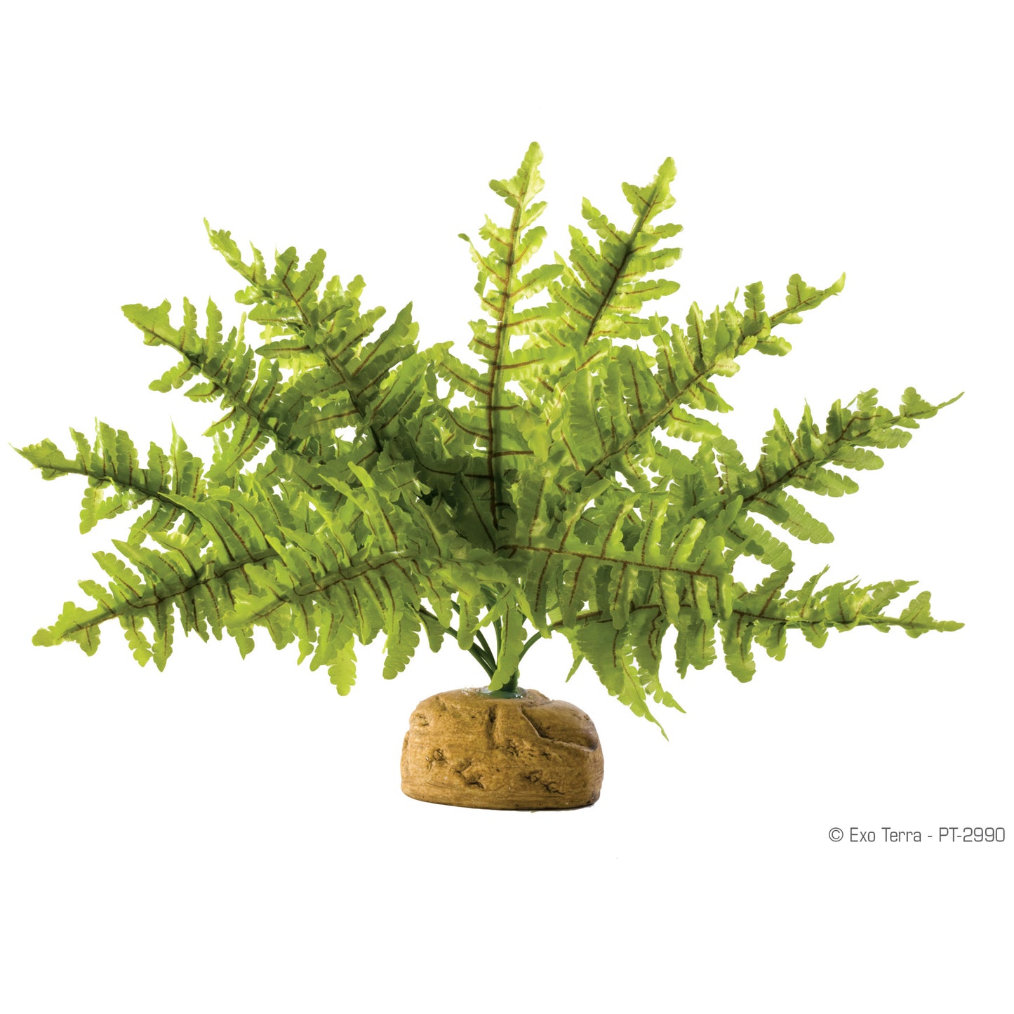 Exo Terra Boston Fern Plant