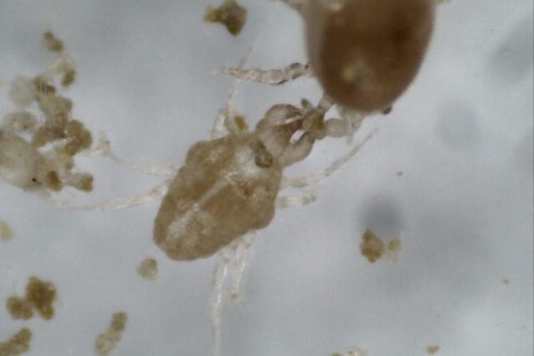 Taurrus Predatory Mites