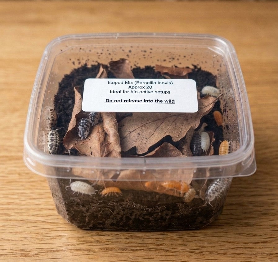 Isopods Mix of 20 (Porcello Laevis)