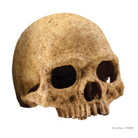 Exo Terra Primate Skull