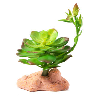 Betta Terra Succulent Plant 17cm